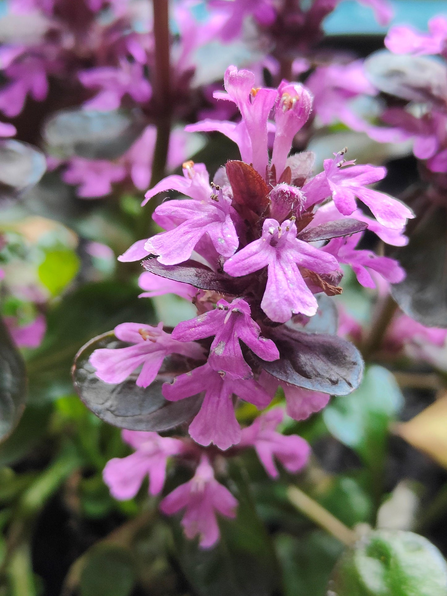 G6543 Ajuga Reptans 'midnight Mystery' - View 9 from www redcrocus com