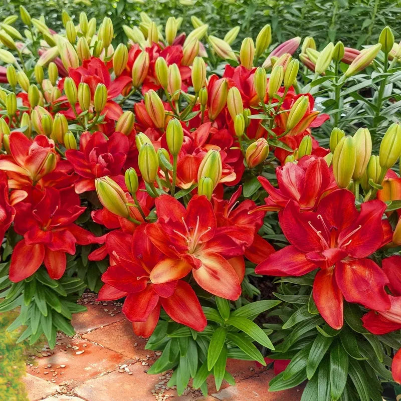 G6549 Lilium 27pura Amor 27 Red 10 0c54b287 41db 4276 8125 45c69cab32d0 from www redcrocus com