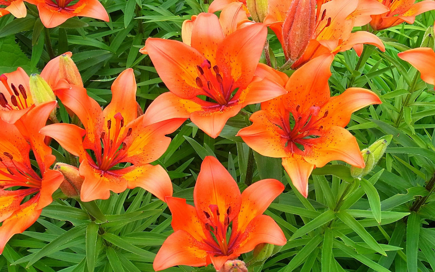G6549 Lilium 27pura Amor 27 Red 11 7a9ec62b 43d2 4c5f A306 D1f3d720f27e from www redcrocus com