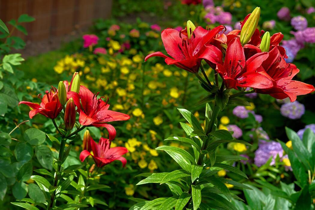 G6549 Lilium 'pura Amor' Red - View 12 from www redcrocus com