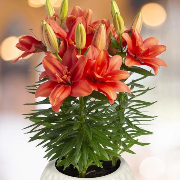 G6549 Lilium 27pura Amor 27 Red 13 9b450a20 6c90 4334 81e5 Df0c38f8b25b from www redcrocus com