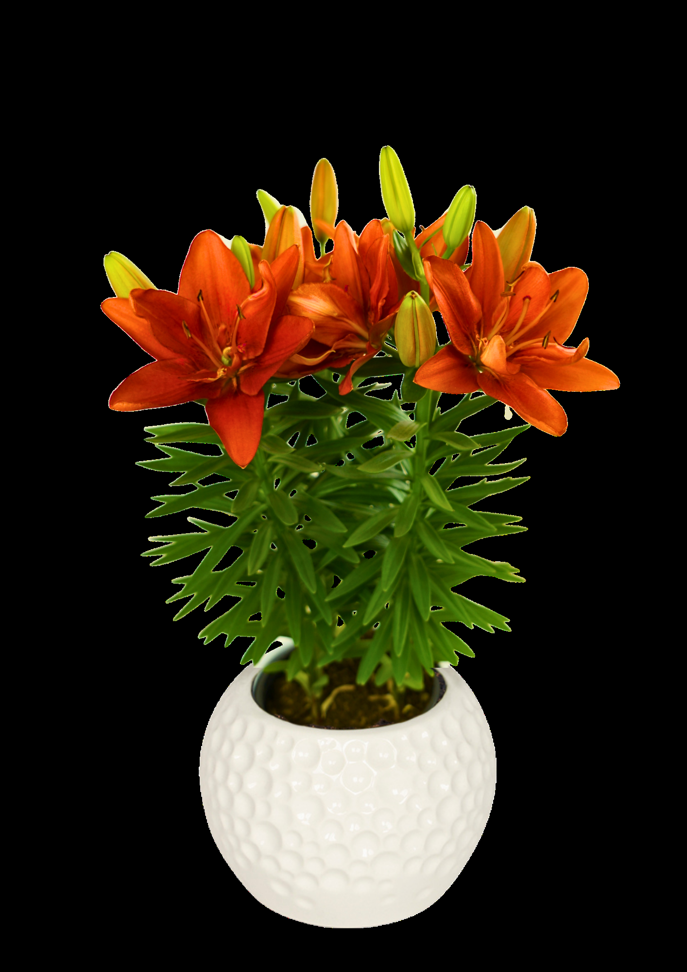 G6549 Lilium 27pura Amor 27 Red 14 Cdb3e1ef F714 4360 B2ba F50d1d8e61e0 from www redcrocus com