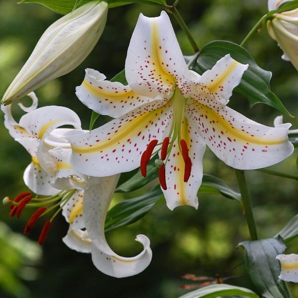 G6549 Lilium 27pura Amor 27 Red 15 E40d1154 5943 4ab9 B769 F7ab22194cda from www redcrocus com
