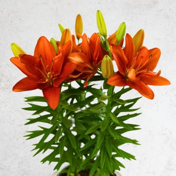 G6549 Lilium 27pura Amor 27 Red 16 97c03a68 D045 403b A0ab 3577487686da from www redcrocus com