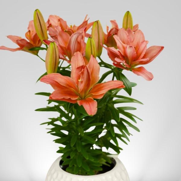 G6549 Lilium 27pura Amor 27 Red 17 1e238425 D200 4b13 A7d3 F893dbae03ab from www redcrocus com