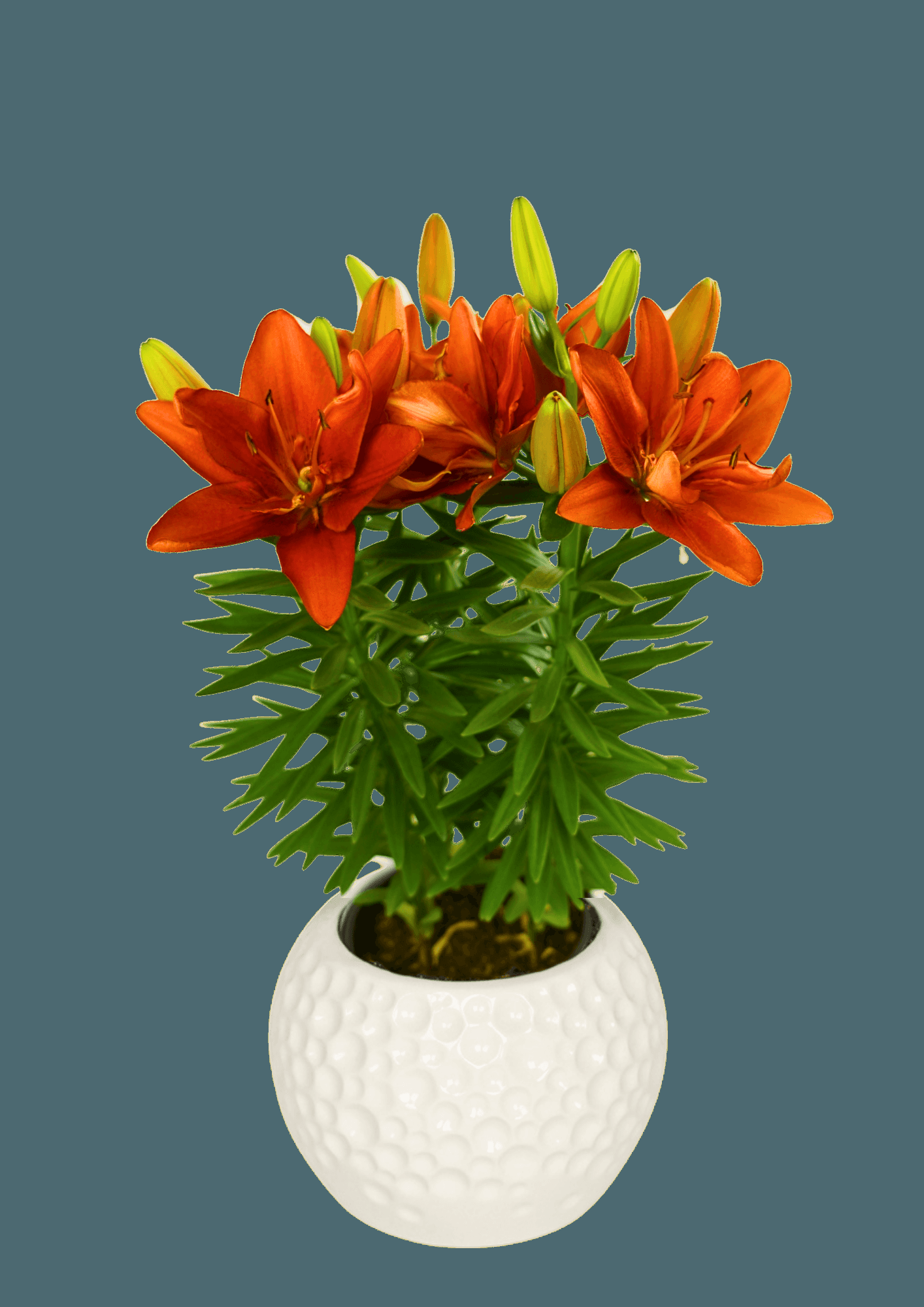G6549 Lilium 27pura Amor 27 Red 18 D9573827 3895 4015 A365 D3bd27dac76a from www redcrocus com
