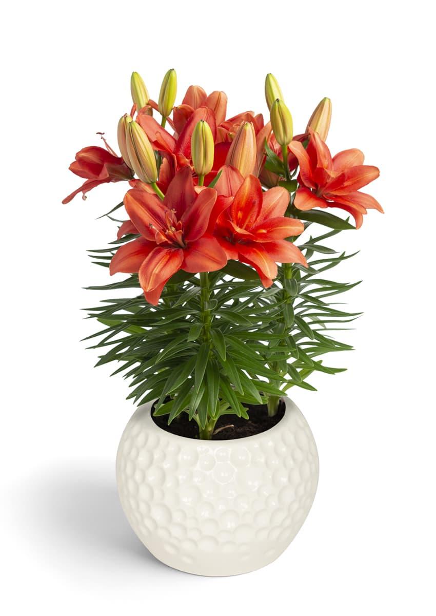 G6549 Lilium 27pura Amor 27 Red 2 41550db9 A58e 4665 9061 04b3ff07869f from www redcrocus com