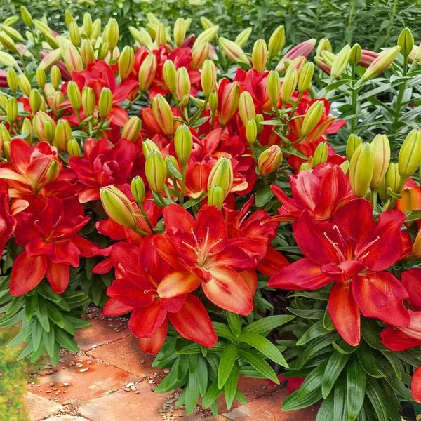 G6549 Lilium 27pura Amor 27 Red 3 0de291e1 9be7 415a 848b 25b975314a1a from www redcrocus com