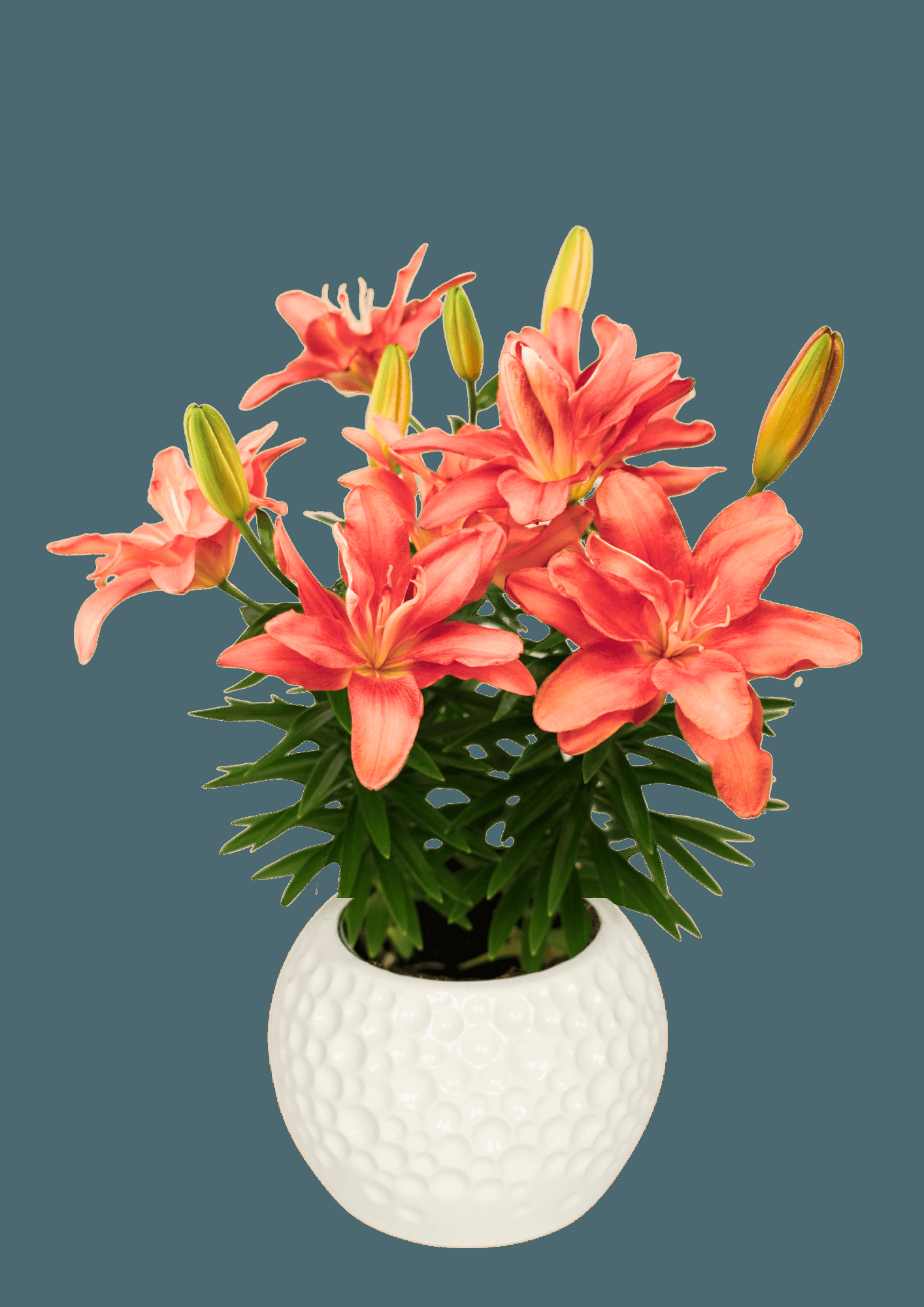 G6549 Lilium 27pura Amor 27 Red 4 20b3c585 8529 434b 9e78 C24a4ca322bb from www redcrocus com