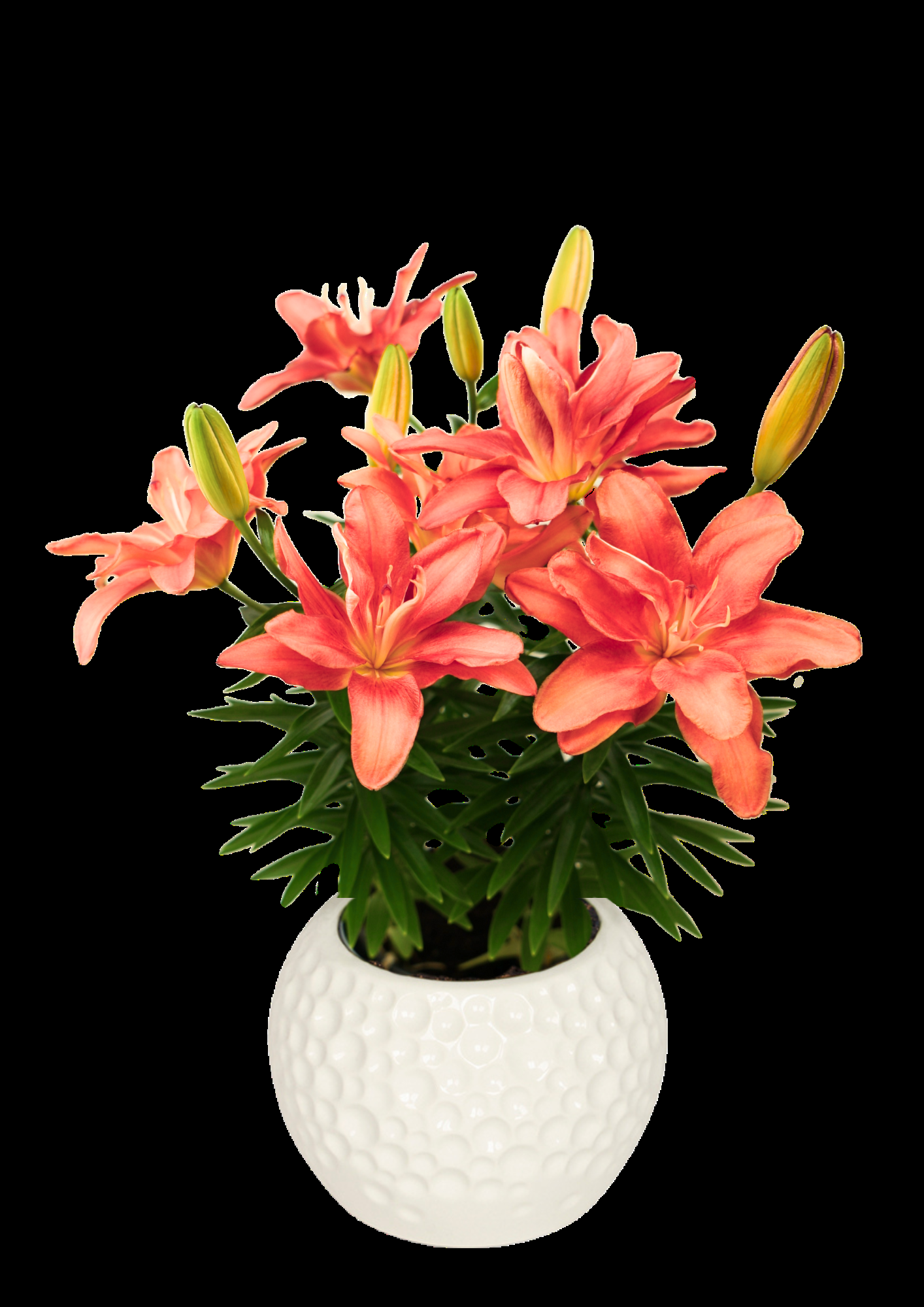G6549 Lilium 27pura Amor 27 Red 6 C57fcc15 A1a0 49cb 951e 3dfaa07f62d0 from www redcrocus com