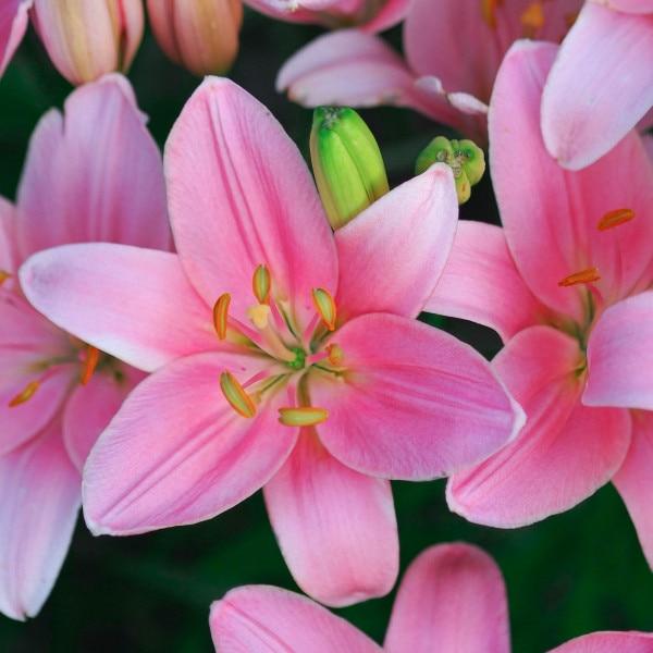 G6550 Lilium 27pura Desierto 27 Pink 11 Fb48ca29 750f 4b4b B48c A3a5c6f3f2b3 from www redcrocus com