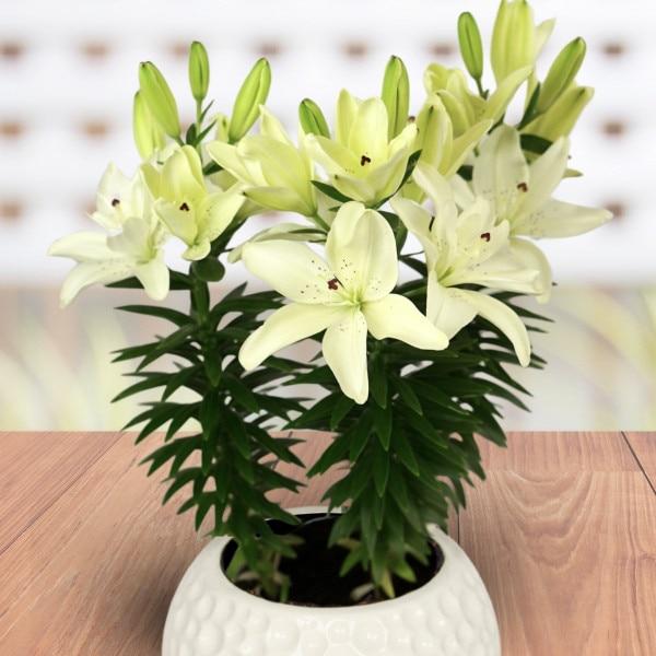 G6550 Lilium 27pura Desierto 27 Pink 12 91f377a6 707a 47e5 8642 A9c027da9b78 from www redcrocus com