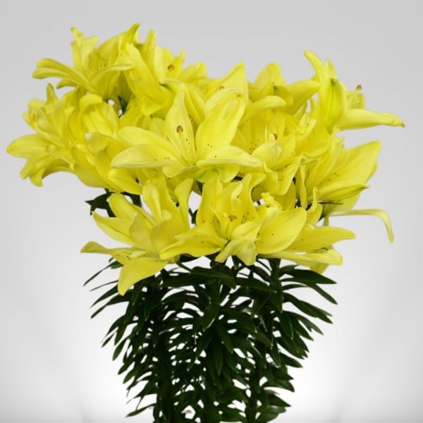 G6550 Lilium 27pura Desierto 27 Pink 14 7c626c80 Af94 4e68 987f 85f249c564de from www redcrocus com