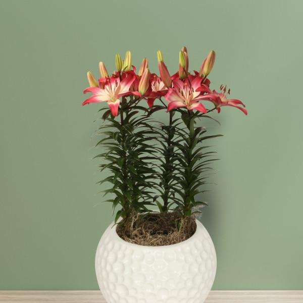 G6550 Lilium 27pura Desierto 27 Pink 16 583faf47 7f98 42d8 B0cb 253a628d5dc7 from www redcrocus com
