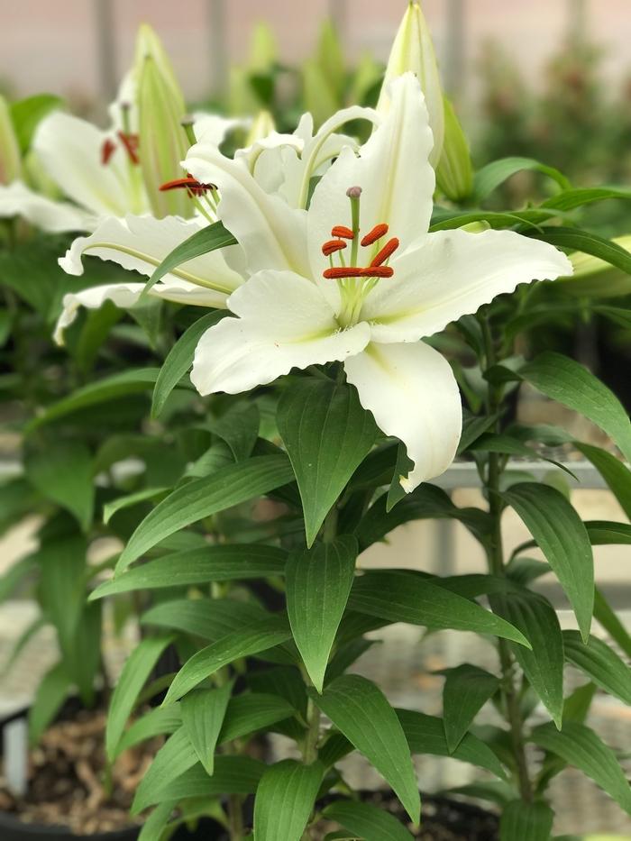 G6550 Lilium 27pura Desierto 27 Pink 19 6ff51b4c D7f5 4c0e B0f4 2946a33fed14 from www redcrocus com