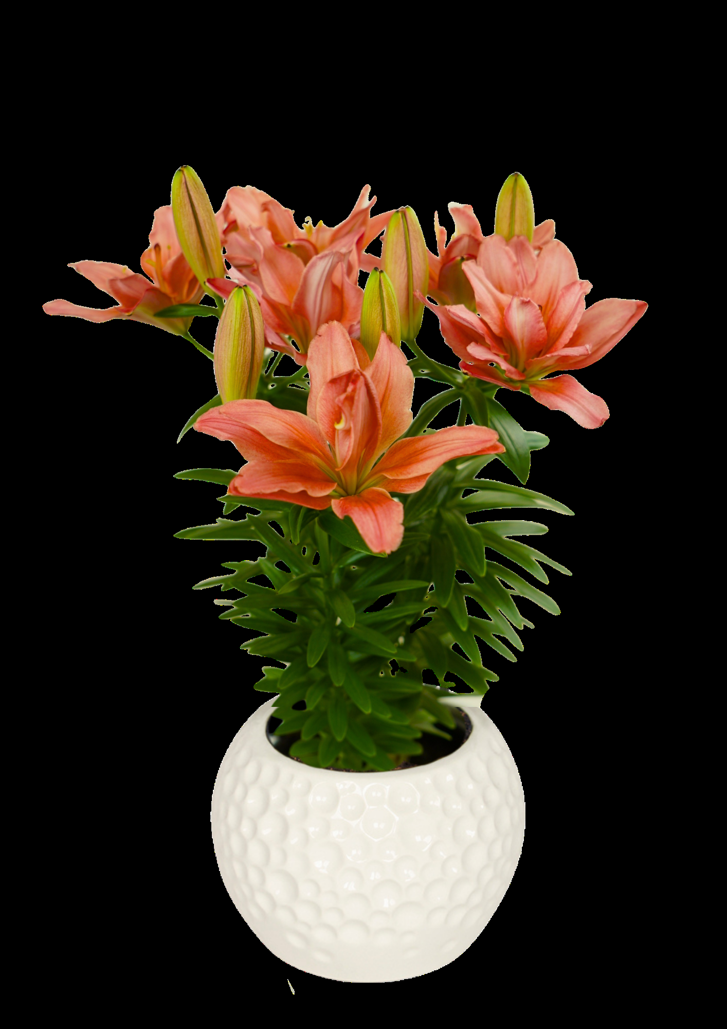 G6550 Lilium 27pura Desierto 27 Pink 1 61a19865 B8d3 4f40 Ba2c 62c64dfabc1b from www redcrocus com