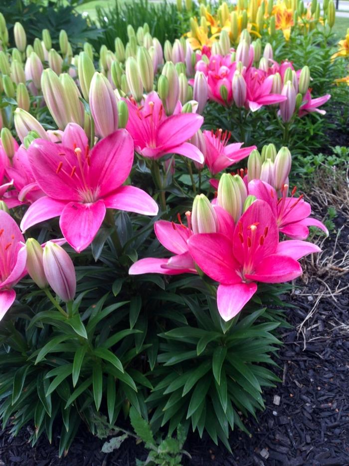 G6550 Lilium 27pura Desierto 27 Pink 20 Aa5aacc3 2bd2 4c22 Bb76 Aecd07ea3ae7 from www redcrocus com