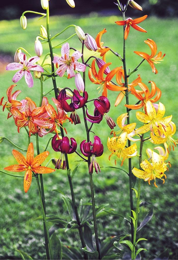 G6550 Lilium 27pura Desierto 27 Pink 21 064f6fd4 7c46 4a8e 9b5c 103cc233622e from www redcrocus com