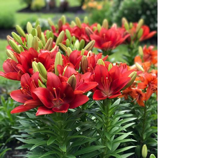G6550 Lilium 27pura Desierto 27 Pink 22 625a8fe1 B2ae 4a27 B674 C952305305cf from www redcrocus com