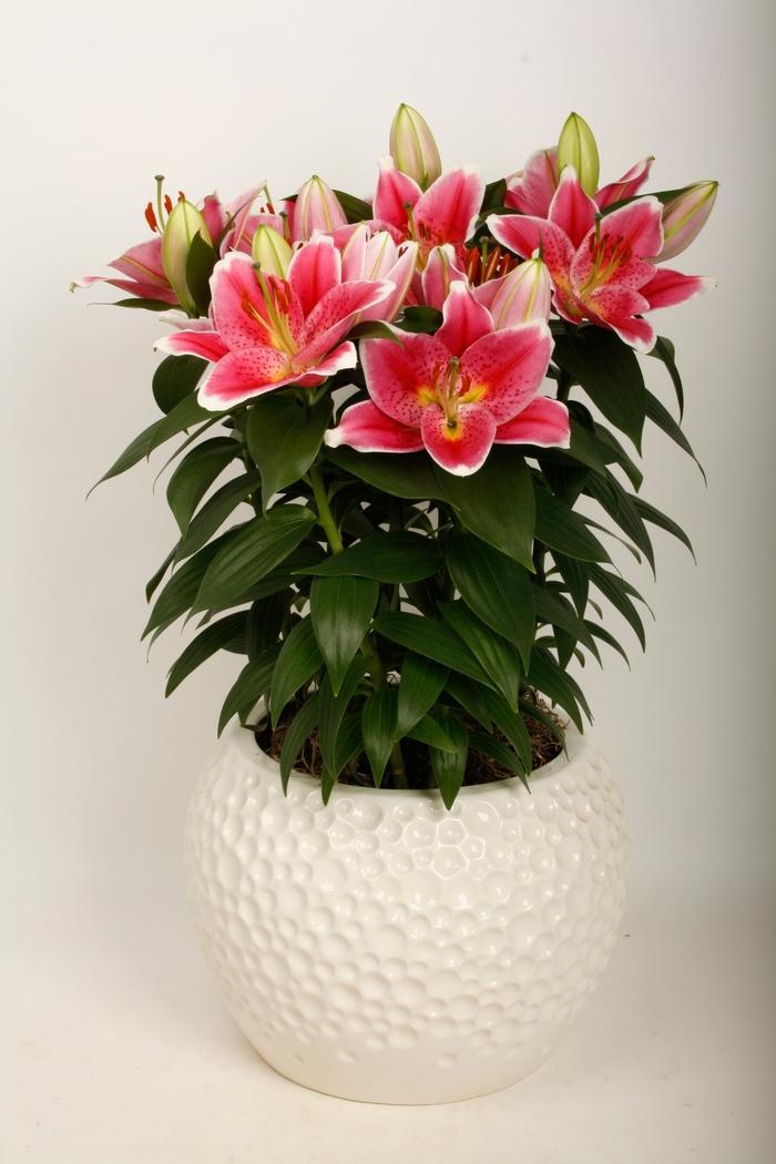 G6550 Lilium 27pura Desierto 27 Pink 24 048910a6 7474 4c85 8b55 F1416da0d1ad from www redcrocus com