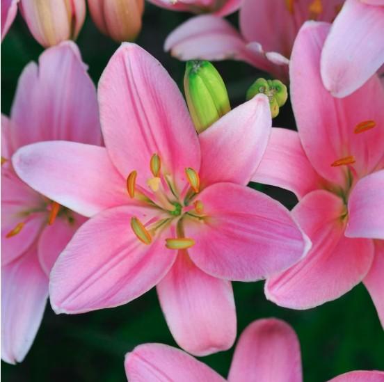 G6550 Lilium 27pura Desierto 27 Pink 25 8fb4a766 Ecdf 4026 92c6 85435abd9221 from www redcrocus com