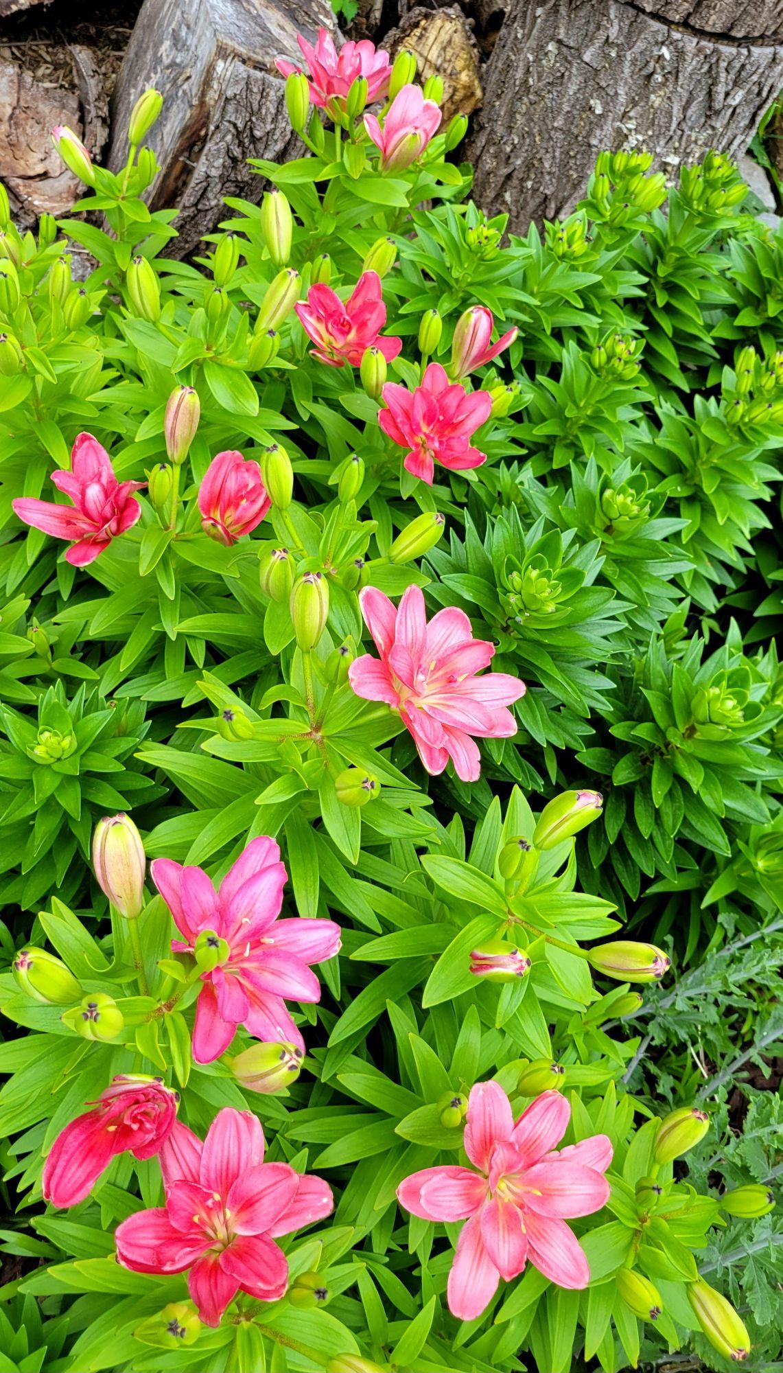 G6550 Lilium 27pura Desierto 27 Pink 26 88ef3d22 5ba5 4849 B455 E7ff1dd807c0 from www redcrocus com