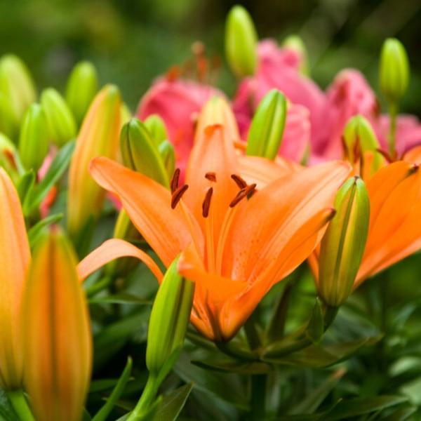 G6550 Lilium 27pura Desierto 27 Pink 27 0fbee7dc 8952 439c Be6f 9385239985ea from www redcrocus com