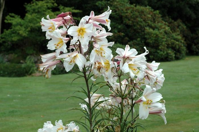G6550 Lilium 'pura Desierto' Pink - View 28 from www redcrocus com