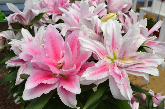 G6550 Lilium 27pura Desierto 27 Pink 29 37e614be E899 41be 9e3c 729498c80595 from www redcrocus com