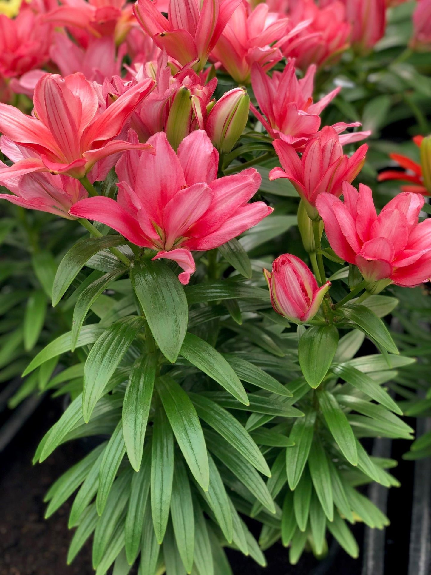 G6550 Lilium 27pura Desierto 27 Pink 2 20a22837 19bb 4b99 8427 750e109548c7 from www redcrocus com