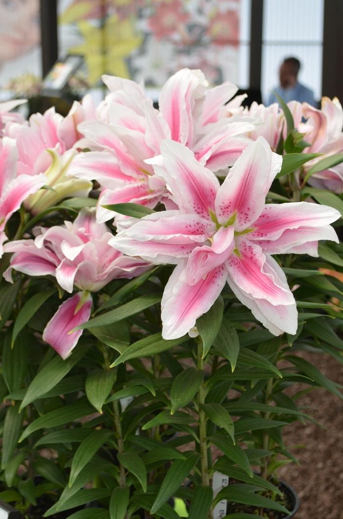 G6550 Lilium 27pura Desierto 27 Pink 31 76575927 03dd 4888 Bd45 135c2c00b8fe from www redcrocus com