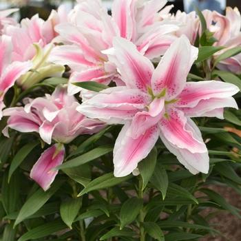 G6550 Lilium 27pura Desierto 27 Pink 32 96535929 Dc6c 4a7f Abec 9a14cda9df6e from www redcrocus com