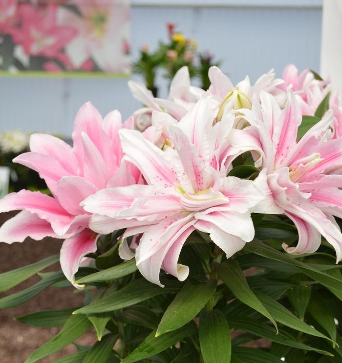 G6550 Lilium 27pura Desierto 27 Pink 33 E6cbfb7e 6081 4d11 9763 1c30914f1914 from www redcrocus com