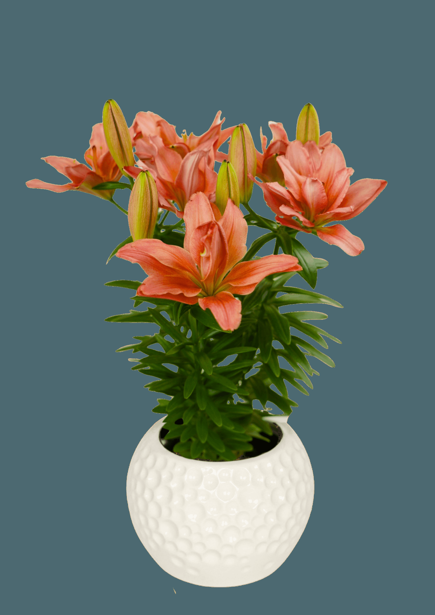 G6550 Lilium 27pura Desierto 27 Pink 3 480fbe67 F9ee 4fc7 8011 34efd845eba2 from www redcrocus com