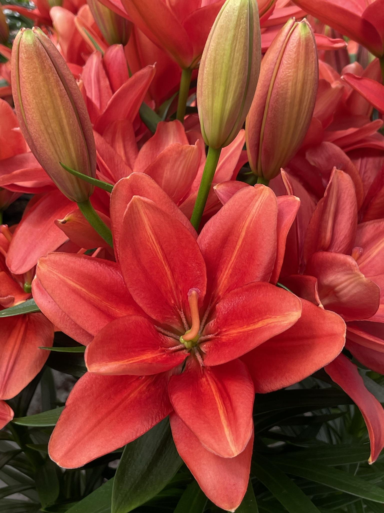 G6550 Lilium 27pura Desierto 27 Pink 5 A393c111 17b7 4aaa B1d9 080a25416172 from www redcrocus com