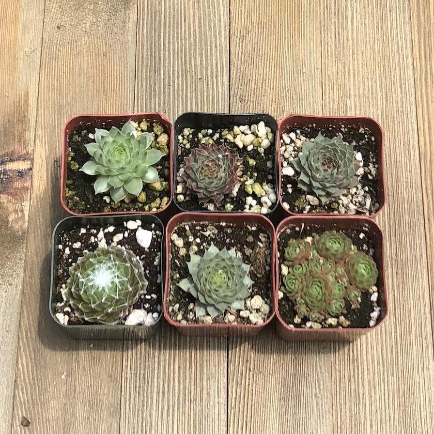 G6564 Sempervivum Assorted 10 211895c0 1a99 4ef9 813b 6886dc9a799f from www redcrocus com