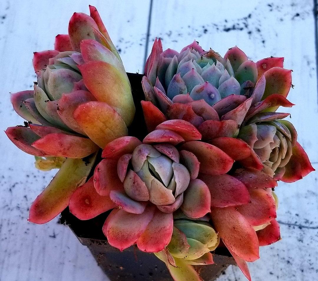 G6564 Sempervivum Assorted 11 1336ce6e 115d 4e39 91f4 Fe62497e4ce4 from www redcrocus com