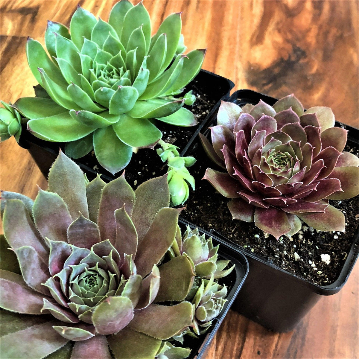 G6564 Sempervivum Assorted 12 5f054b77 10c3 44b0 90b0 88afe0270dce from www redcrocus com