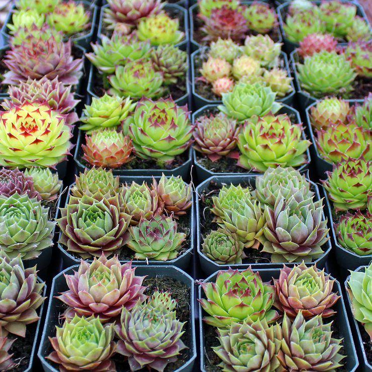 G6564 Sempervivum Assorted 13 Fb550d00 E25c 4328 B99f De14c60c6dfa from www redcrocus com