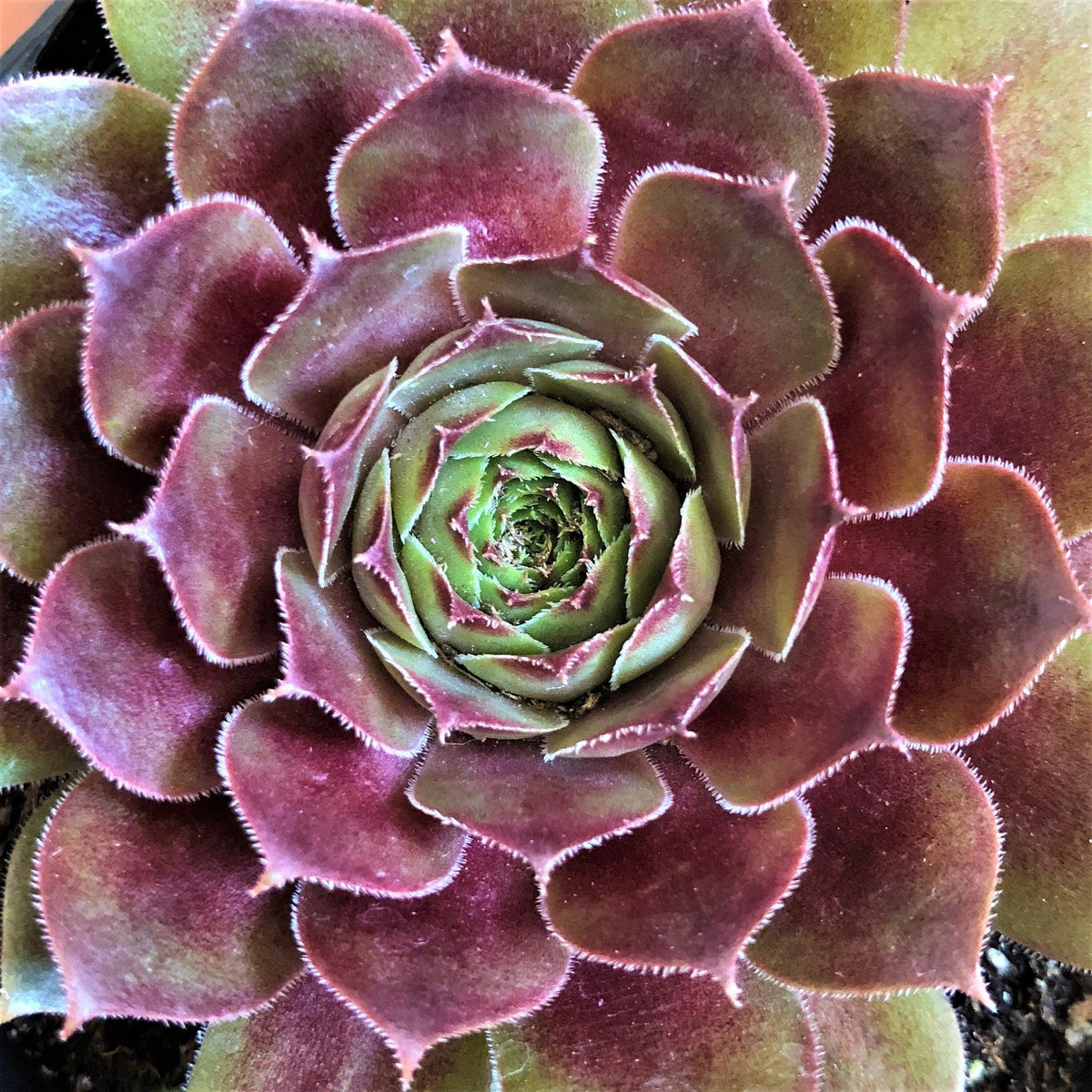 G6564 Sempervivum Assorted 14 E5bd14bc E6a3 4222 A575 5cc5f2d6e6ed from www redcrocus com