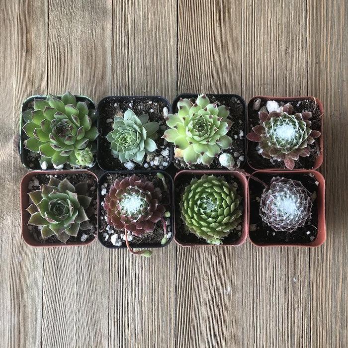 G6564 Sempervivum Assorted 15 2235b62e 1a35 4c20 8366 3ffb5e47d18c from www redcrocus com