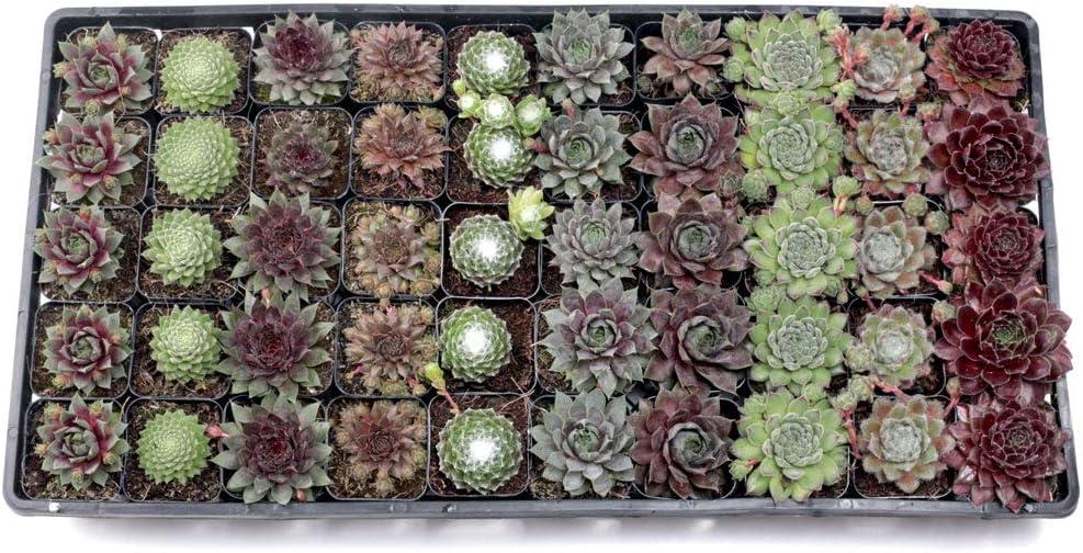 G6564 Sempervivum Assorted 17 E53a5561 6433 4a16 A2ab 084cbce10cdb from www redcrocus com