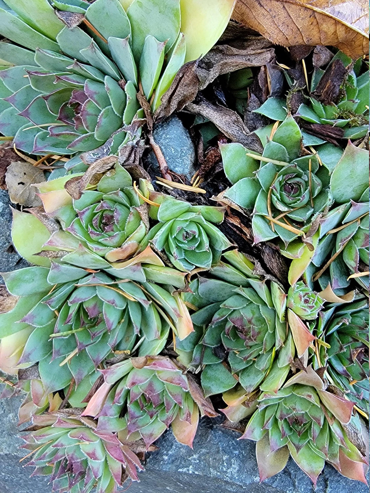 G6564 Sempervivum Assorted 18 D7bf48cd D53b 409f A700 Fcdcc656ff66 from www redcrocus com