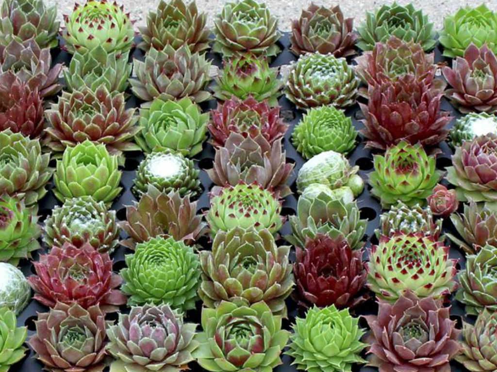 G6564 Sempervivum Assorted 19 99aa1155 F009 465c 8928 589ee3c67177 from www redcrocus com