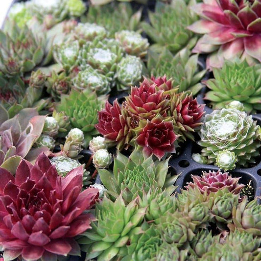 G6564 Sempervivum Assorted 1 58bea3b8 0741 4456 9c73 Db2b614510c1 from www redcrocus com