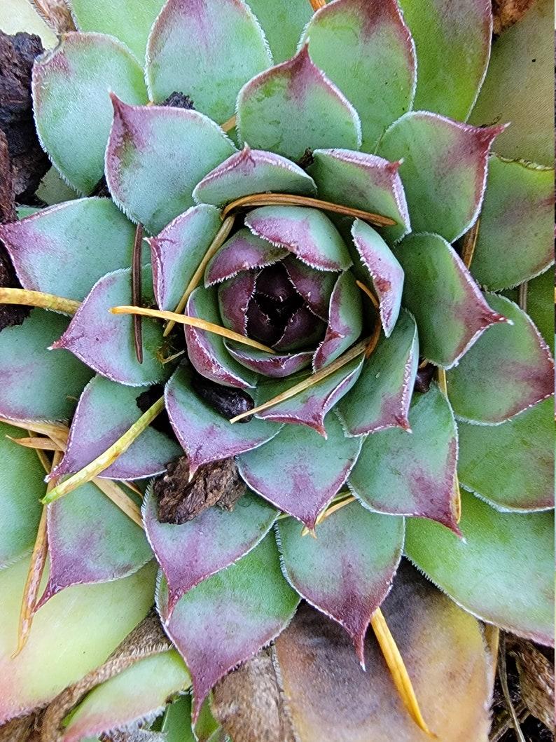 G6564 Sempervivum Assorted 20 Cbf0925d 154e 400f 9406 7d988aeb585f from www redcrocus com