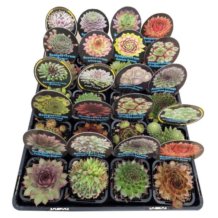 G6564 Sempervivum Assorted 2 7b7f7c95 8440 4700 A01c 9ed05a3f2fe1 from www redcrocus com