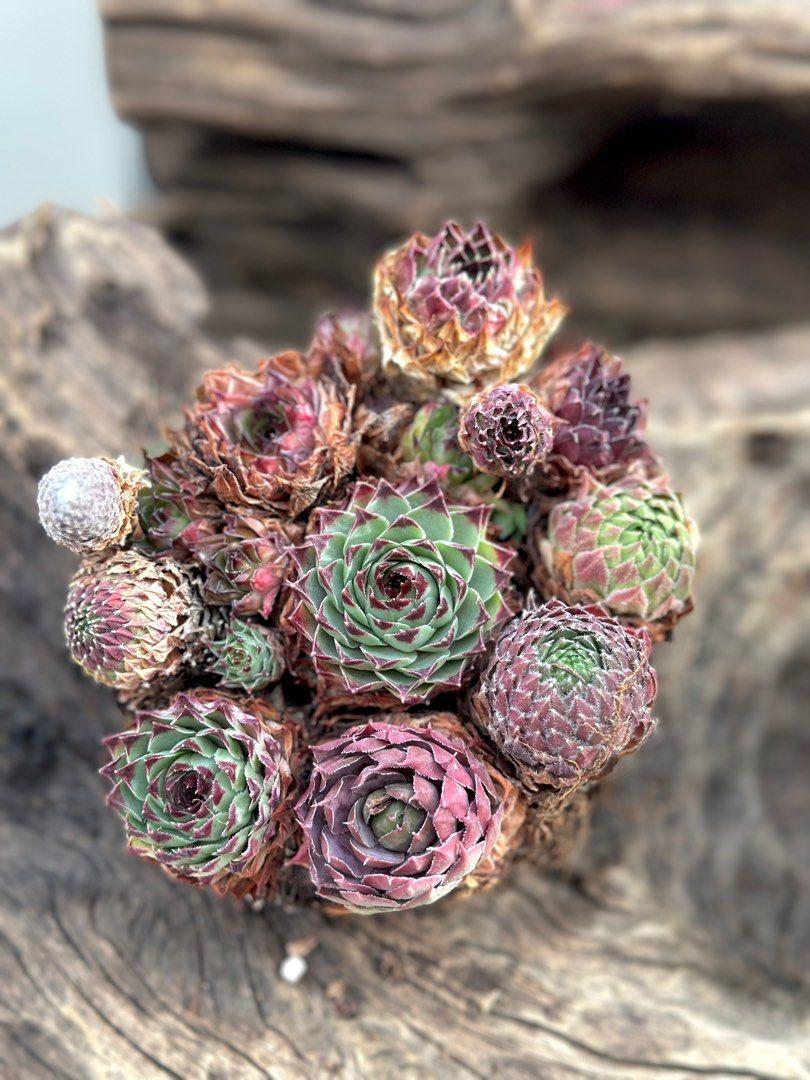 G6564 Sempervivum Assorted 3 78931572 C42e 4089 84df A3127f0bac25 from www redcrocus com