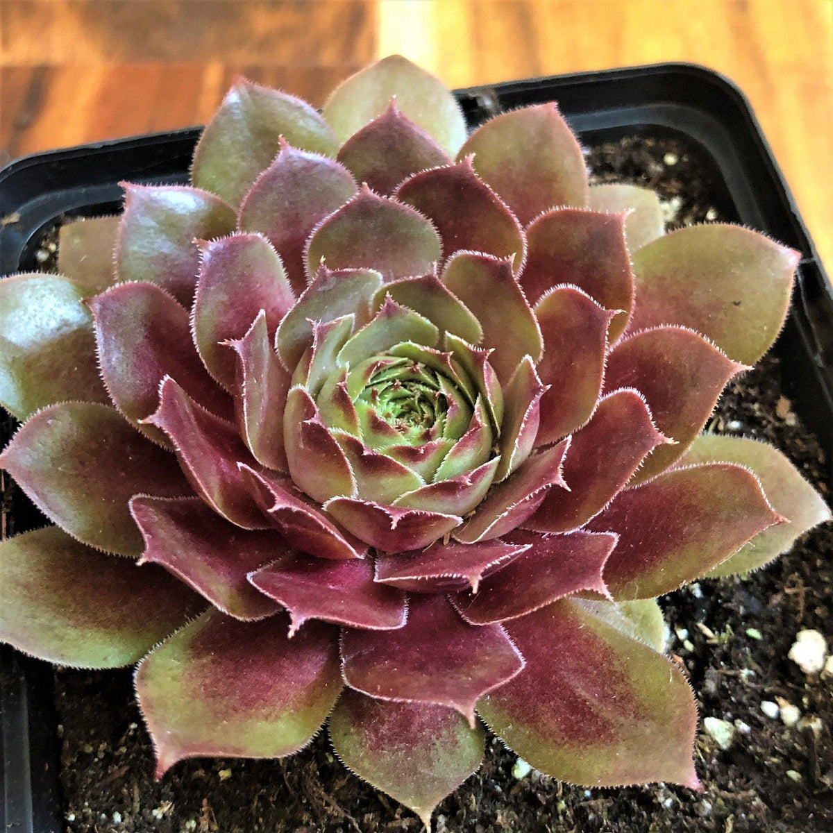 G6564 Sempervivum Assorted 6 98150265 A035 4ed2 A57f C4f8801871cd from www redcrocus com
