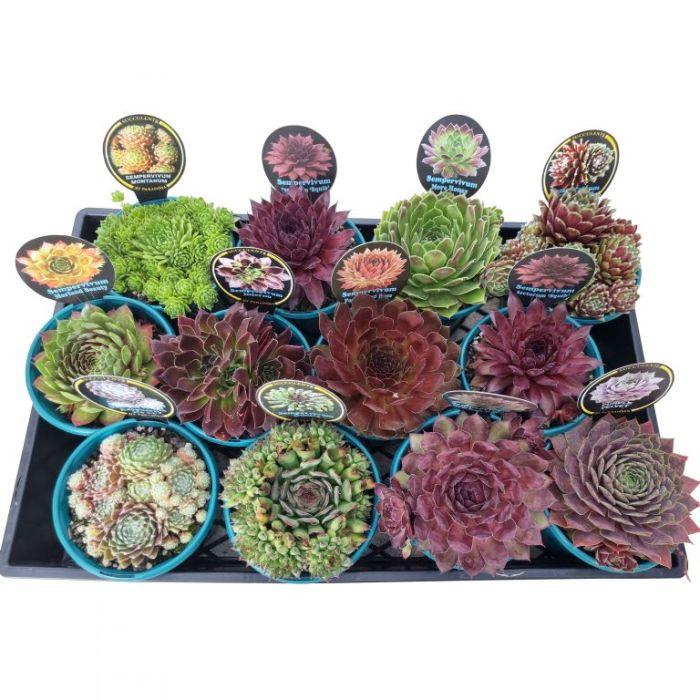 G6564 Sempervivum Assorted 7 32fdd1df 63c5 4697 8706 72f665573b01 from www redcrocus com